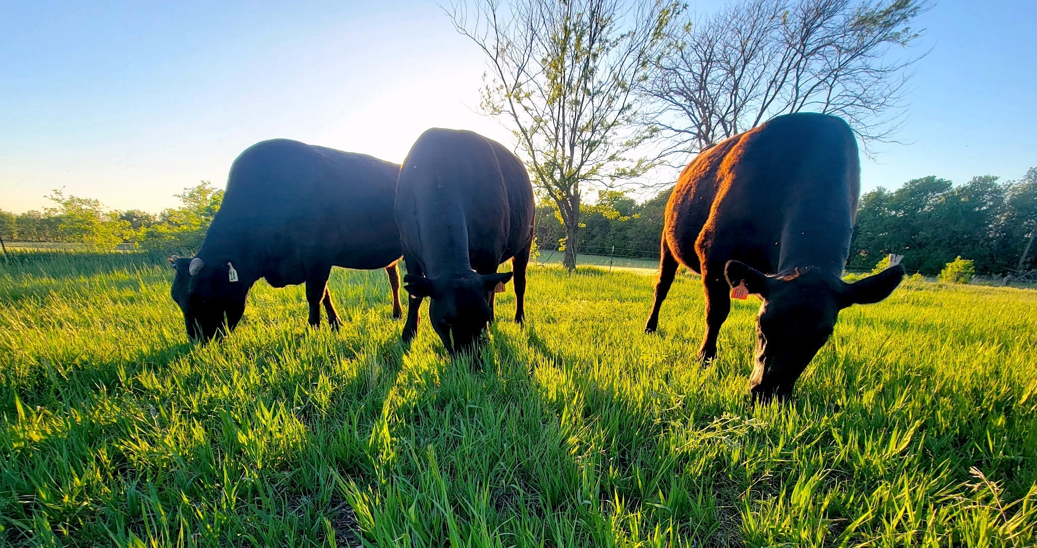Three Wagyu cows grazing in a grassy field on the Howard Wagyu Farm